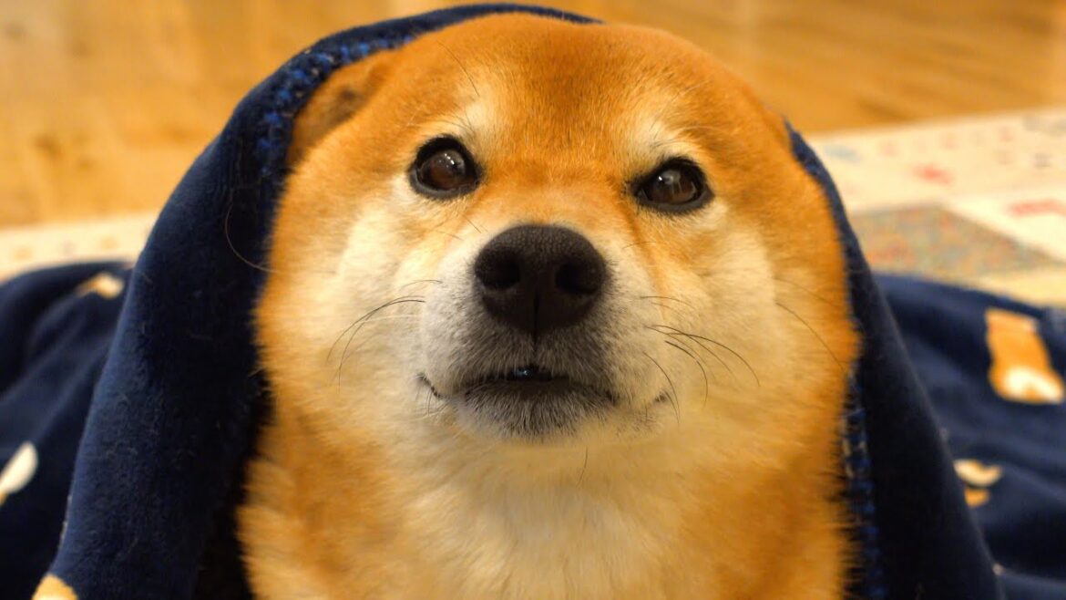 心配な柴犬ハチの表情変化！？体調不良のサインを見逃さない。