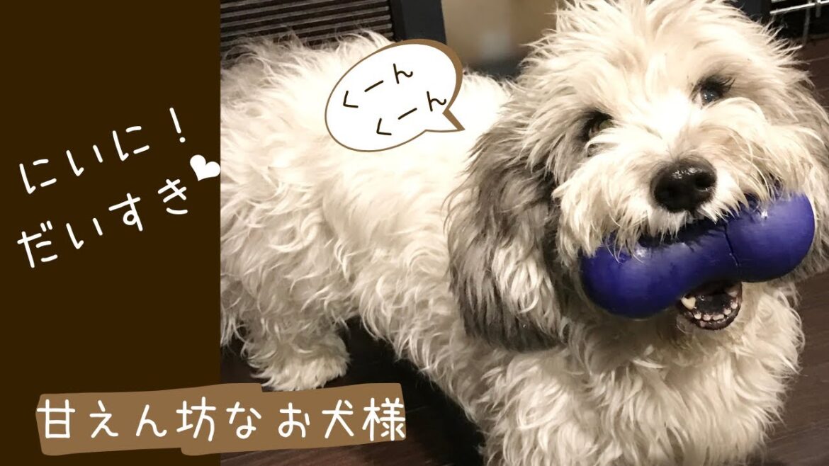 「にいに大好き❤︎」にいにのことが好き過ぎるストーカー犬ぽちww