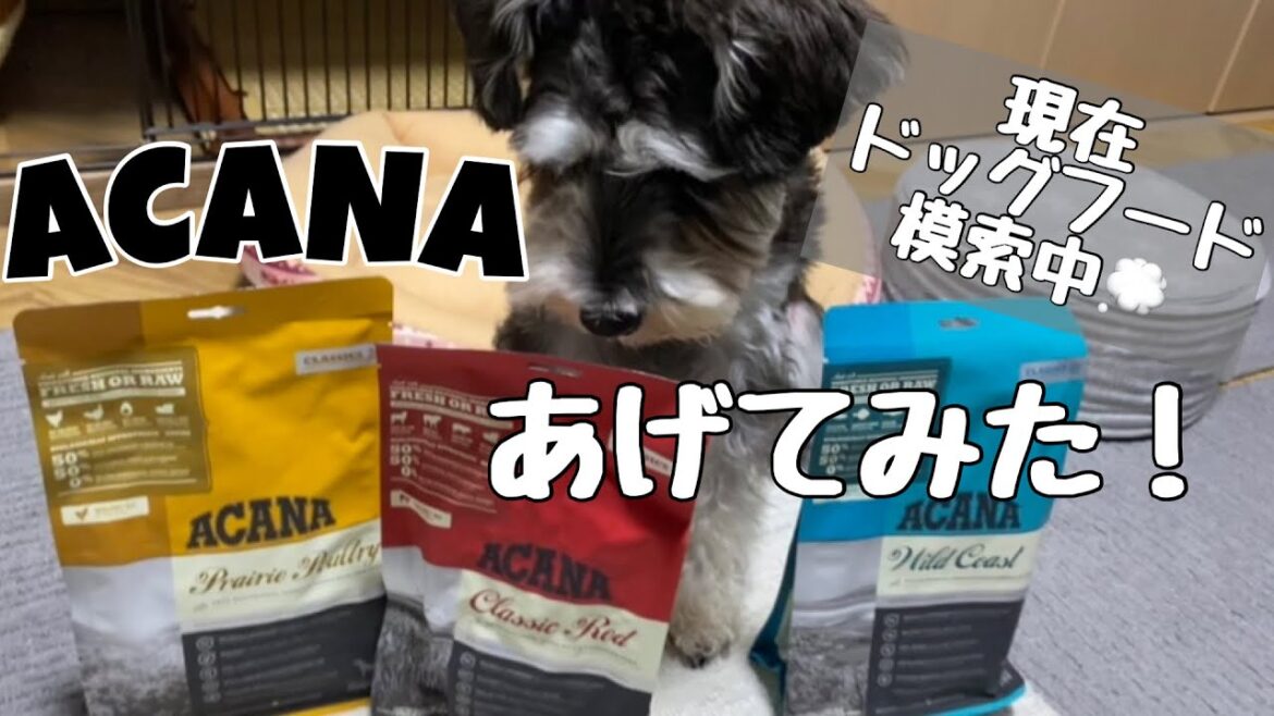 🐾【アカナ】ACANAお試しバラエティセットを買ってみた /ミニチュアシュナウザー/犬との日常/フード難民【ミニシュナのべる】 🐾【アカナ】ACANAお試しバラエティセットを買ってみた /ミニチュアシュナウザー/犬との日常/フード難民【ミニシュナのべる】