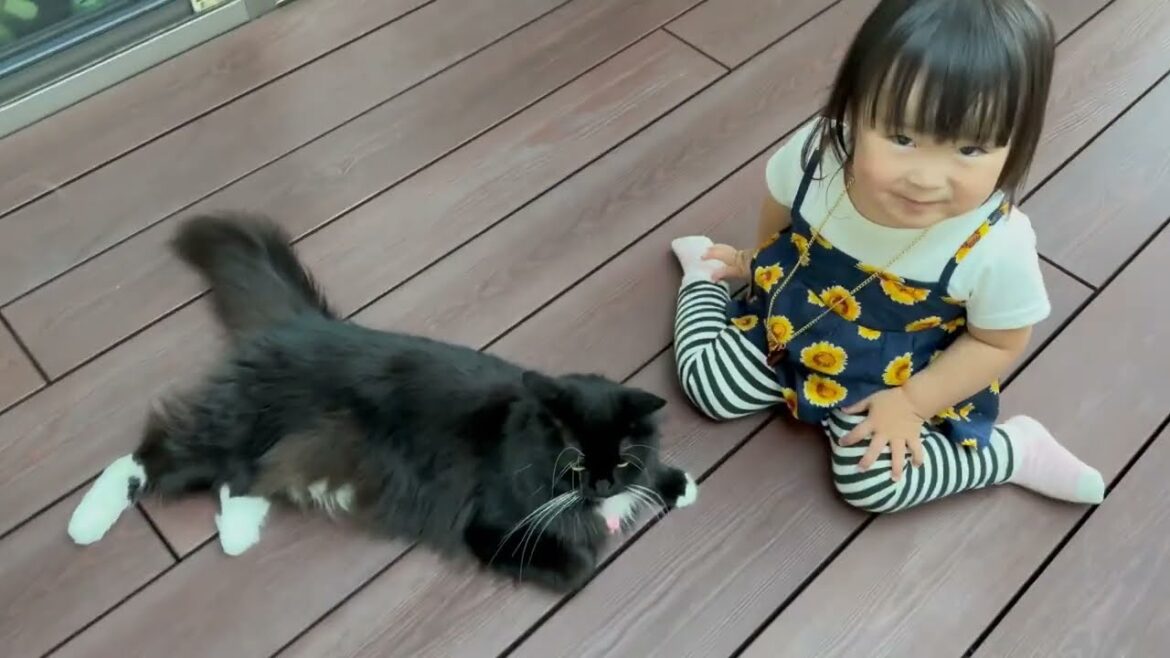 オシャレを見せられる猫　ノルウェージャンフォレストキャット　ラガマフィンA cat has started using a hammock. Norwegian Forest Cat.