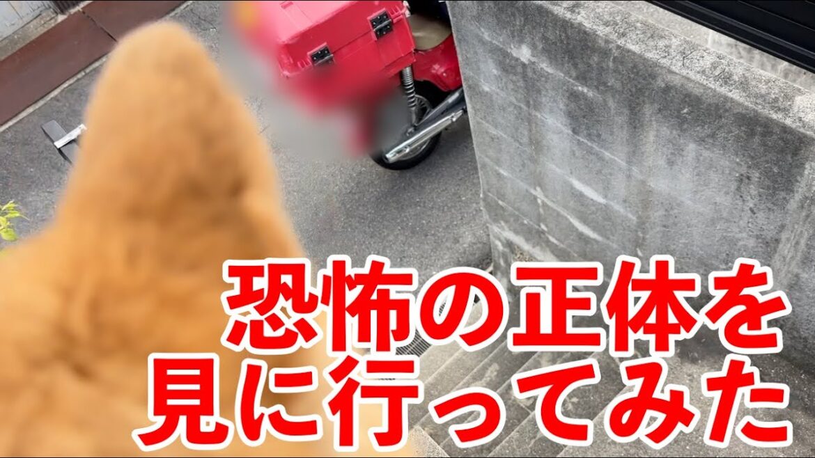 【震え】恐怖の「音」の正体を見に行ってみた　kohafarm