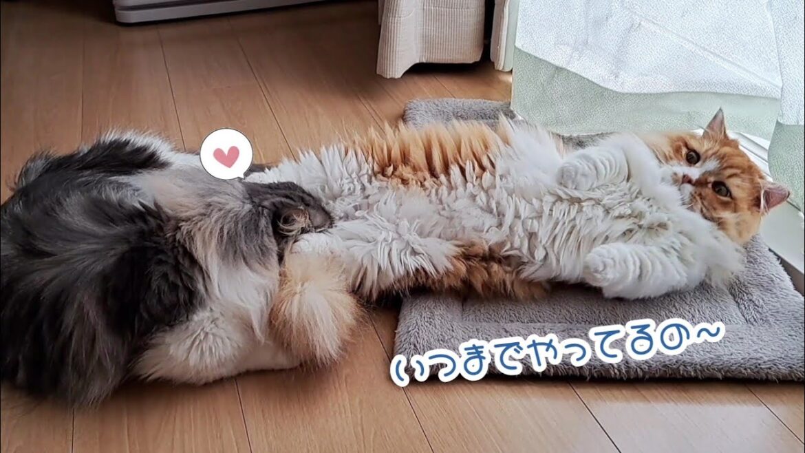 【マンチカン】お互い大好きすぎて常にイチャイチャしてる猫兄弟