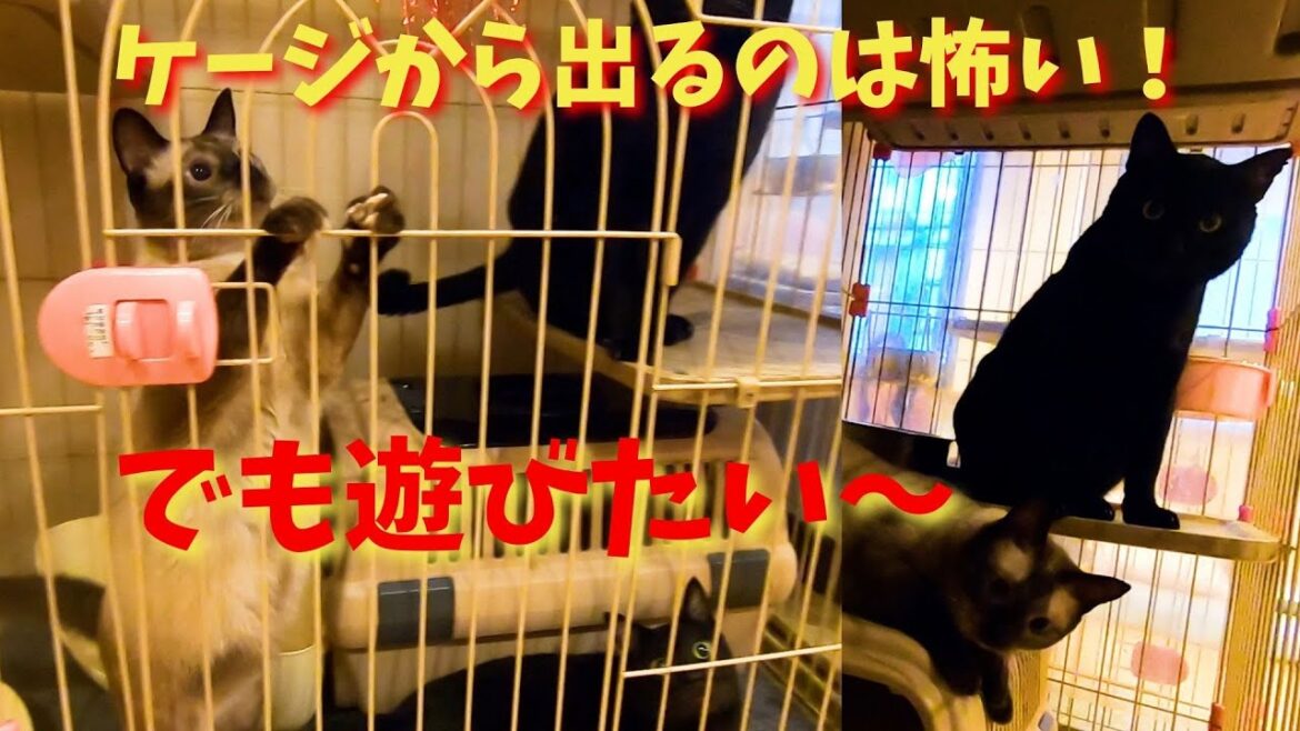 黒猫とシャム猫ミックスは引きこもりケージから出たくないけど遊びたい（保護猫カフェ猫の恵庭）Black cat and Siamese cat scared to get out of the cage