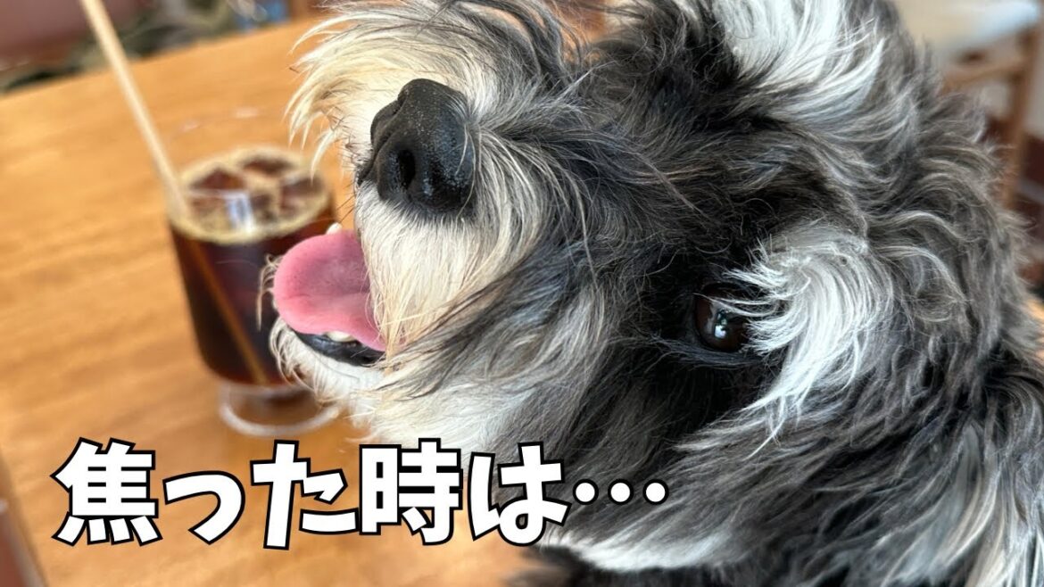 【ミニチュアシュナウザー】焦ってる時は○○ | 親子丼に栗どら焼き |天使の寝顔
