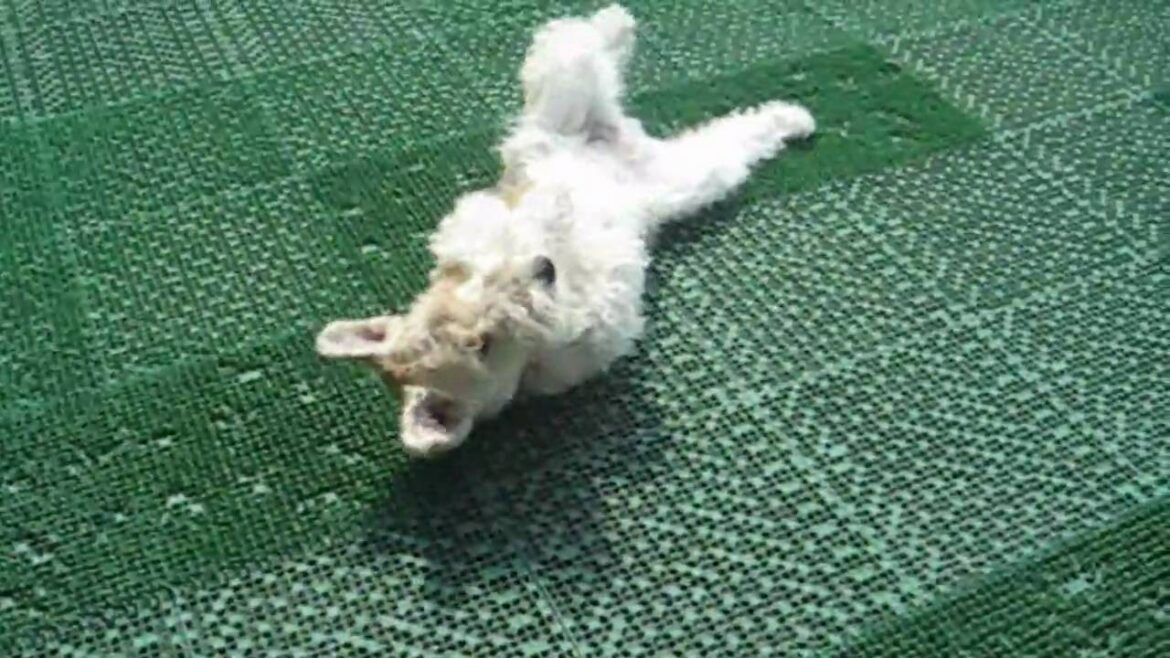 Sidewinder Fox Terrier nana 【Remastered】