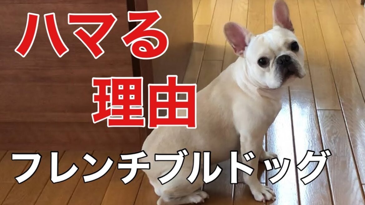 【他の犬種じゃダメなんです】フレブルオーナーの特殊な事情　一度知ったら離れられない理由が判明