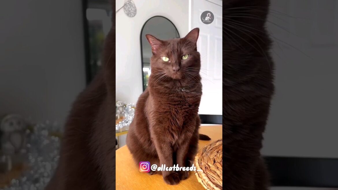 Havana brown #cat #cats #shorts #catbreed #breeds #shortsfeed #havanabrown #cute