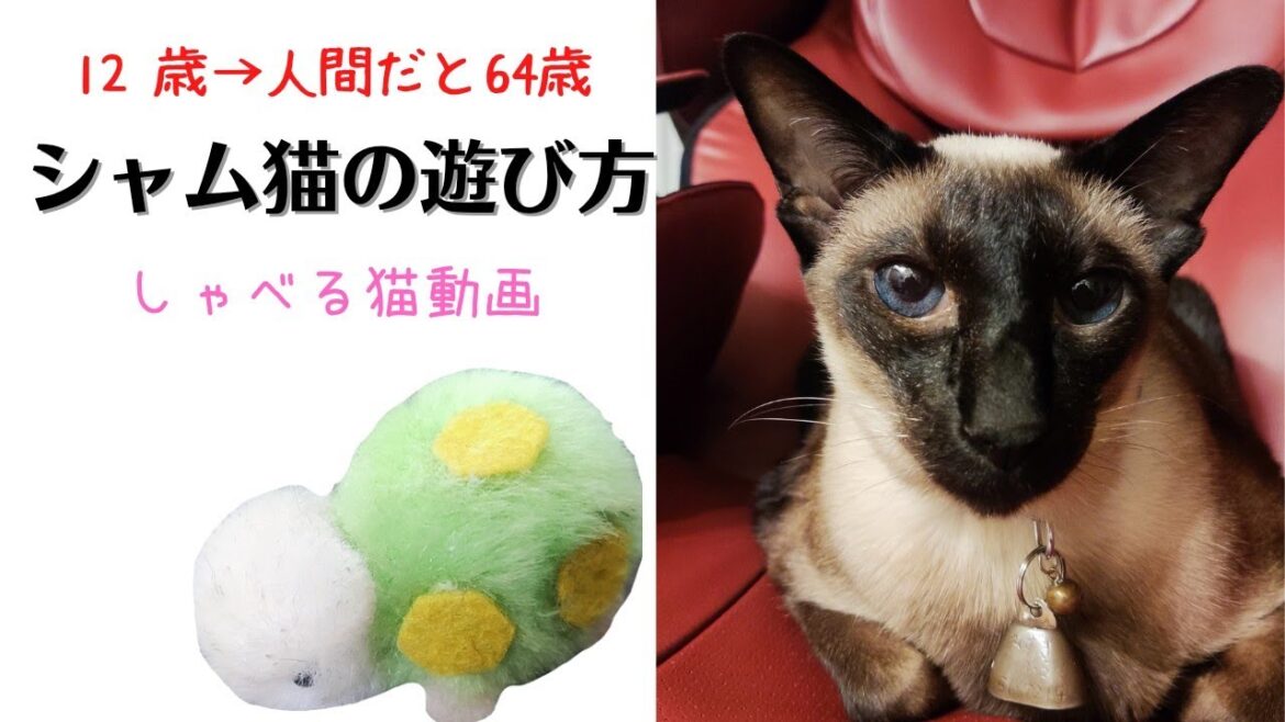 【シャム猫】12歳になった猫の遊び方