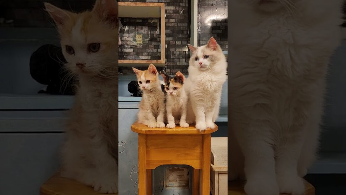 ラパーマの子猫♡シンクロダンス練習その2 ⁡#柏  #柏の猫カフェ猫の手  #柏の猫カフェ  #千葉県猫カフェ #癒し猫  #柏駅東口  #柏市猫カフェ #子猫動画 #こねこのいる暮らし #こねこ部