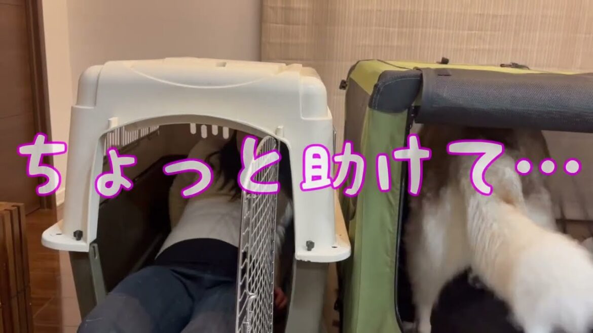 シベリアンハスキーのケージを身体でレビューする飼い主