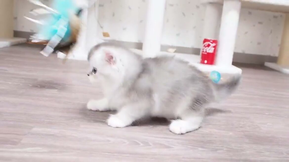 スコティッシュフォールド 遊び大好きで陽気な性格 父親ICCチャンピオン シェーデットシルバー(ロングヘアー) スコティッシュフォールド 遊び大好きで陽気な性格 父親ICCチャンピオン シェーデットシルバー(ロングヘアー)