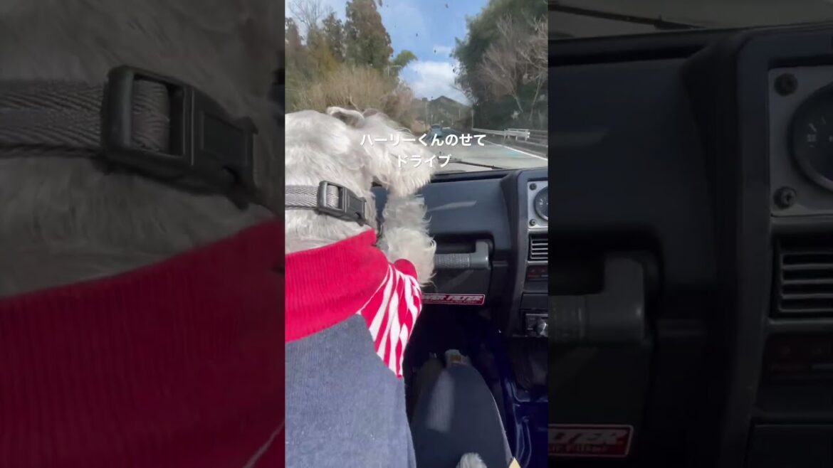 オープンカーにのってドライブ。のミニチュアシュナウザーのハーリーくん。