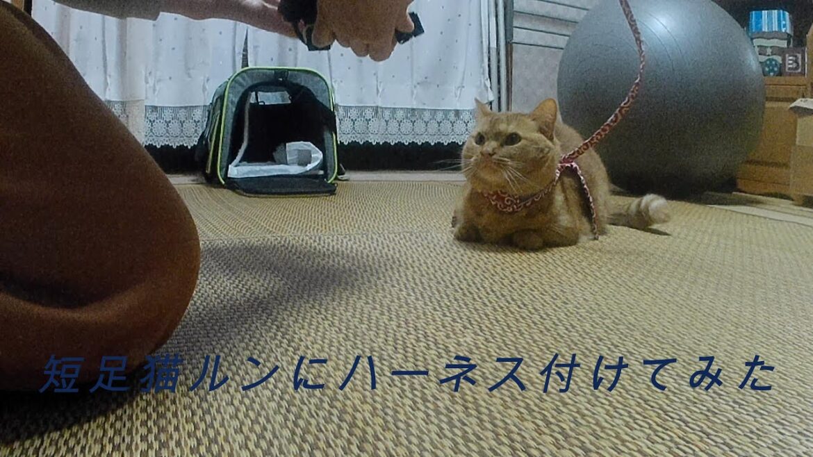 短足猫ルンにハーネスつけてみた#猫かわいい#マンチカン#ねこ#短足マンチカン#短足猫#マンチカン短足