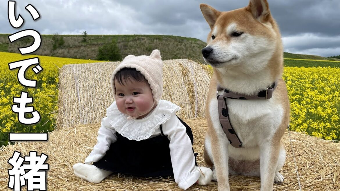 赤ちゃんとの仲良しっぷりを周りに見せつける柴犬 赤ちゃんとの仲良しっぷりを周りに見せつける柴犬