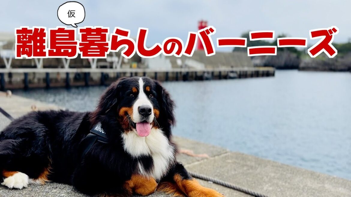 体験島暮らし！東京の離島に仮暮らしするバーニーズマウンテンドッグ