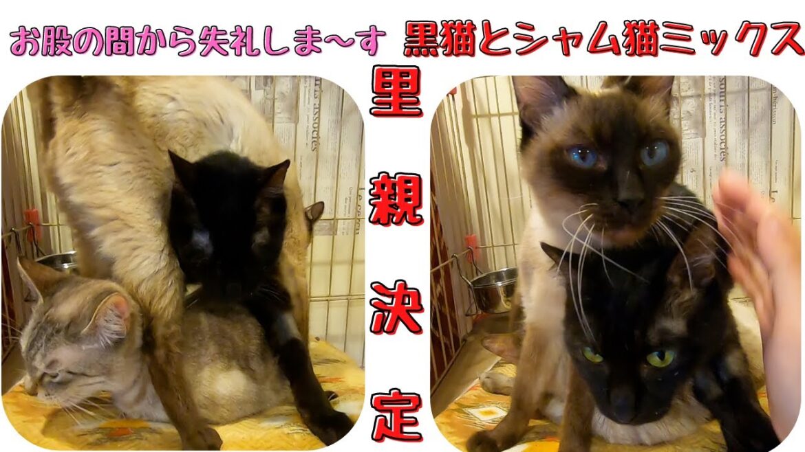 黒猫とシャム猫ミックスは人懐っこくてスリスリして里親決定　保護猫カフェ猫の恵庭難波　Black cat and Siamese cat mix decided to be foster parents