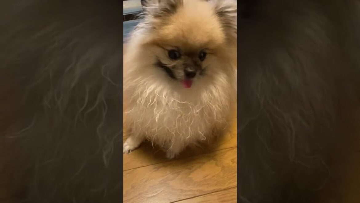 おやつに震えるポメラニアンてんちゃん