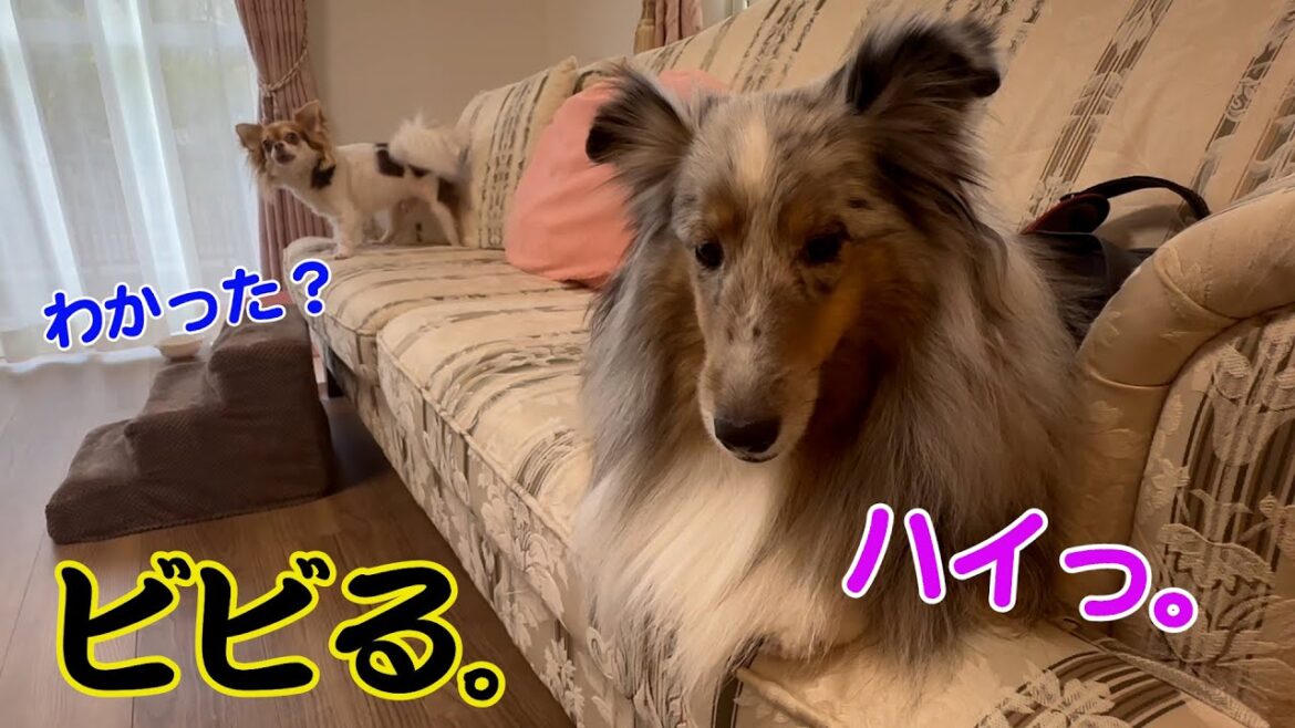 【シェルティ】親戚犬チワワくんの激おこにビビる愛犬がこちらw＃シェルティ. #ブルーマール. ＃シェトランドシープドッグ.＃Sheltie. ＃銀色シェルティ・ルカ侍.