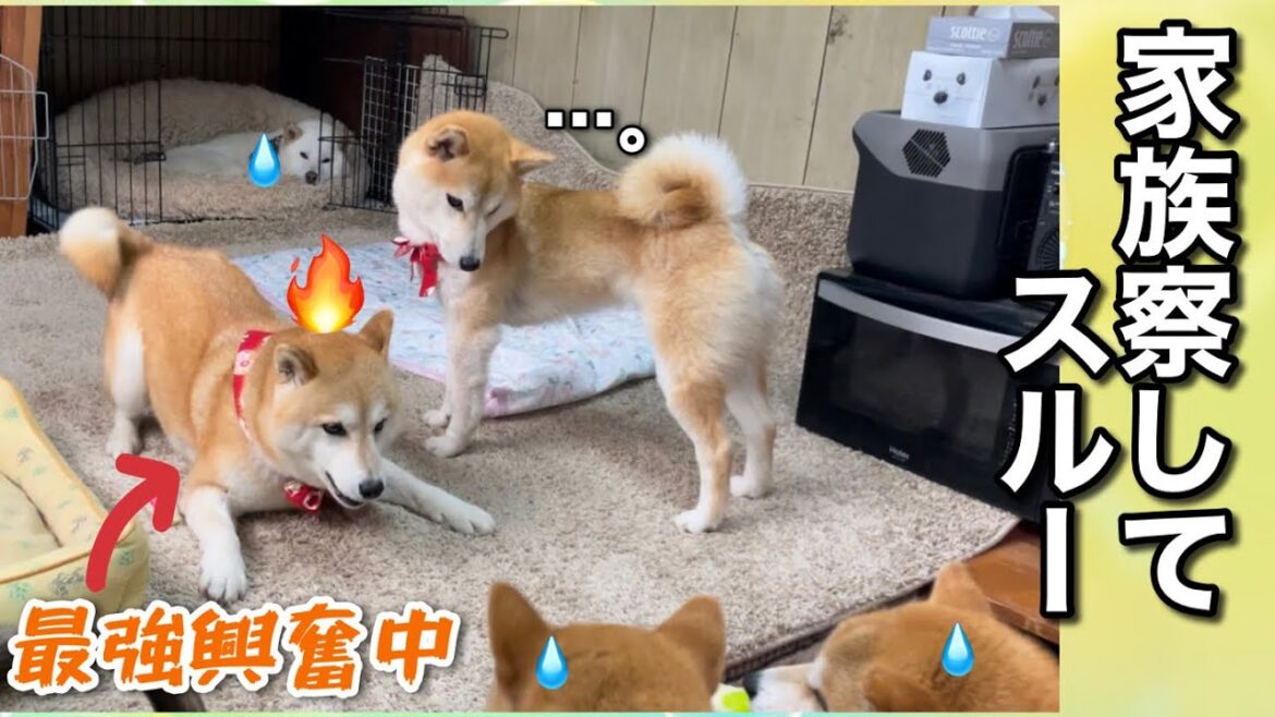柴犬最強ママの暴走はヤバいと察してスルーしている柴犬家族が可愛いw