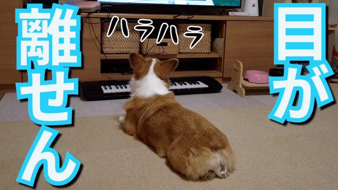 好きな動画は正座で見るタイプのコーギー犬