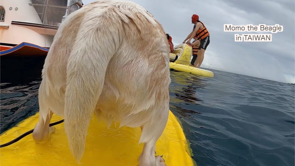 ビーグル犬モモ、天気が悪くてもマリンアクティビティを満喫する