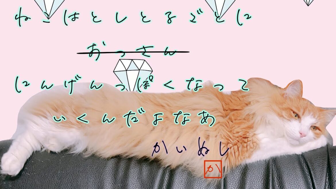 【ノルウェージャンフォレストキャット】5歳になるといたずらは控えめ凶暴性はそのまま寝相は一流