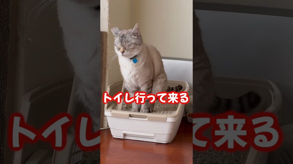 トイレ行ってくる　＃shorts、 #funny、