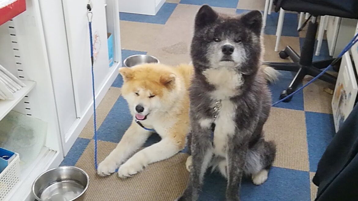 秋田犬会館配信！