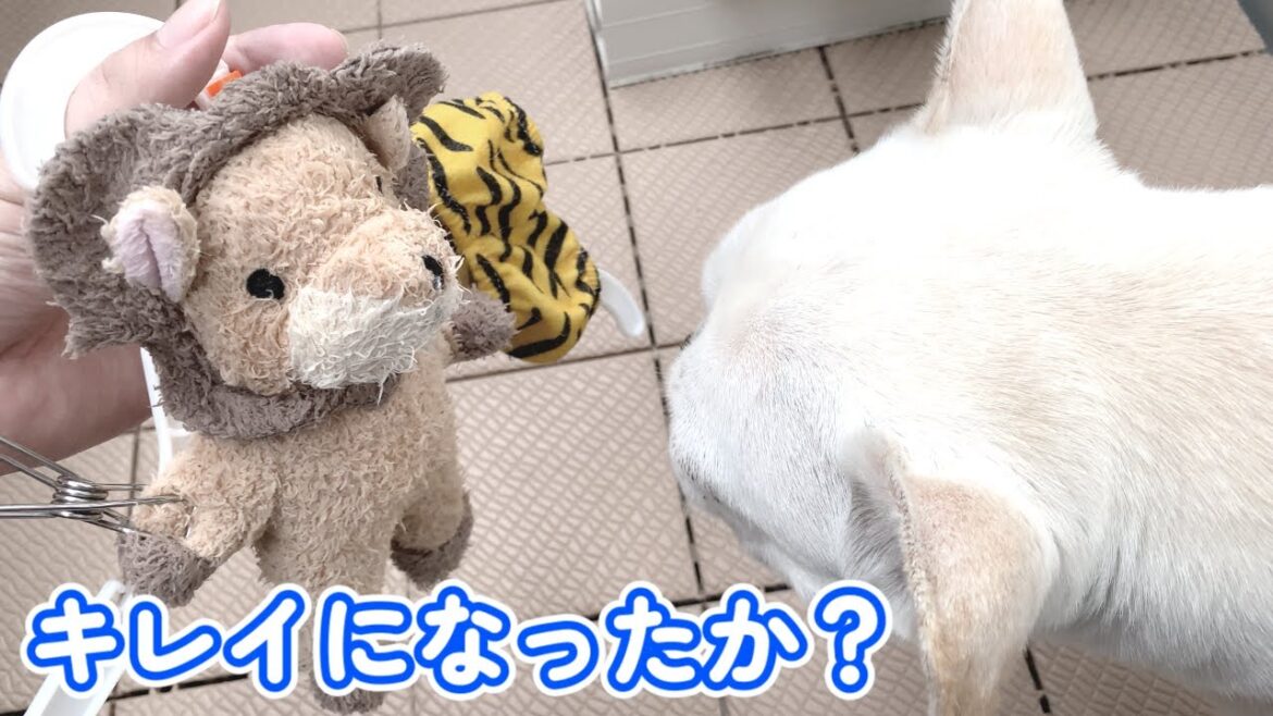 嫁をお風呂に入れたがる旦那【フレンチブルドッグ frenchbulldog】