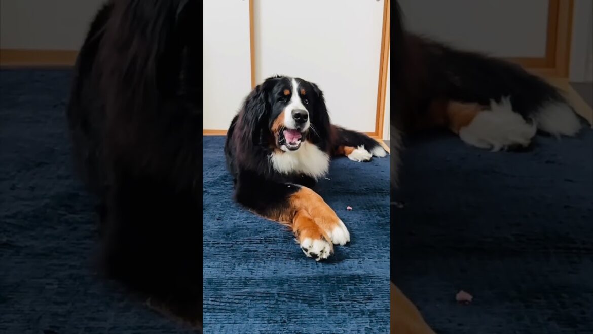 前足を組みながらスイカキャッチするバーニーズマウンテンドッグ