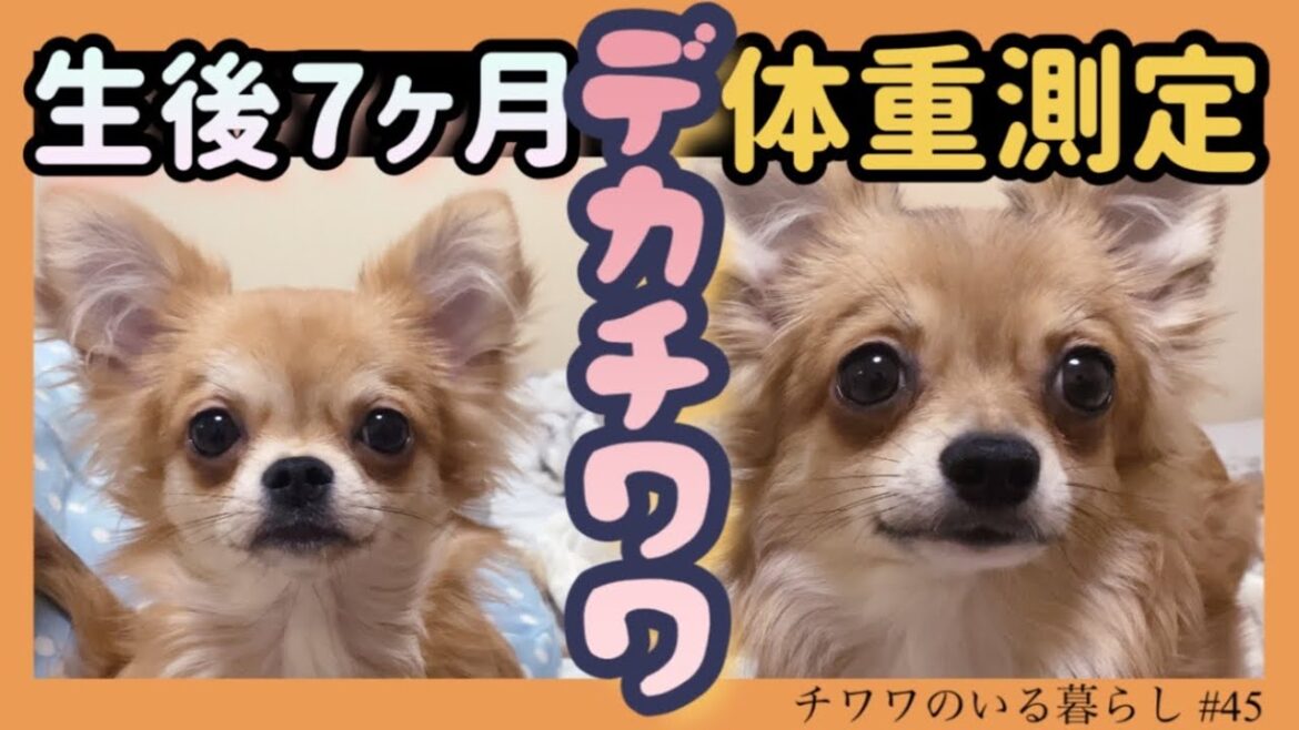 【チワワの体重】生後７ヶ月ビッグチワワの体重測定【チワワのいる暮らし #45】【ロングコートチワワ】【子犬】【多頭飼い】