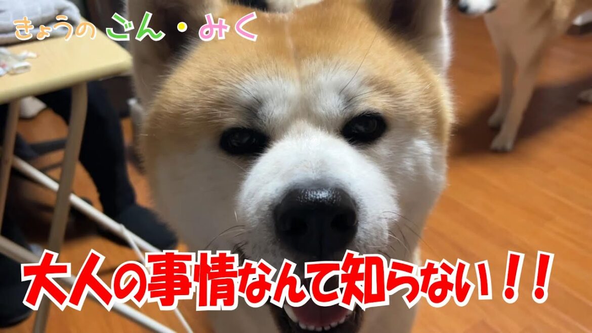 5月25日 水辺のコンサート♪ 秋「大人の事情なんて知らない！！」　田犬【ごん・みく チャンネル】