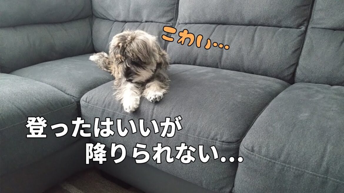 愛犬がソファから降りられないので猛特訓しました！【頑張るミニチュアシュナウザー】