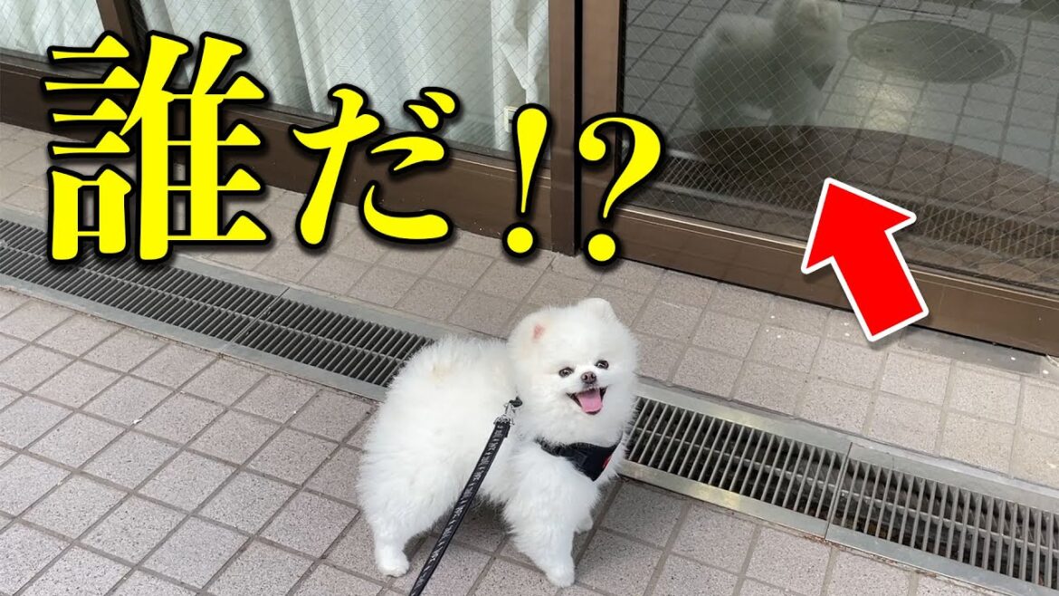 自分を人間だと思っているポメラニアンが鏡に映った犬の姿を見た結果…