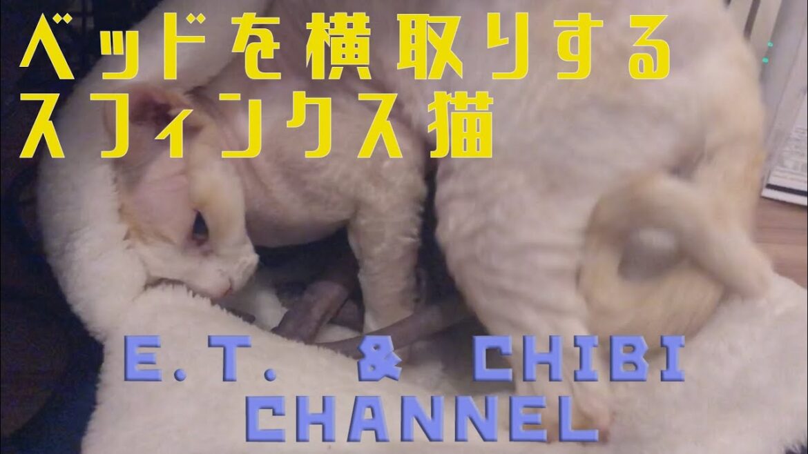 ベッドを横取りするスフィンクス猫【Sphynx cat stealing bed】