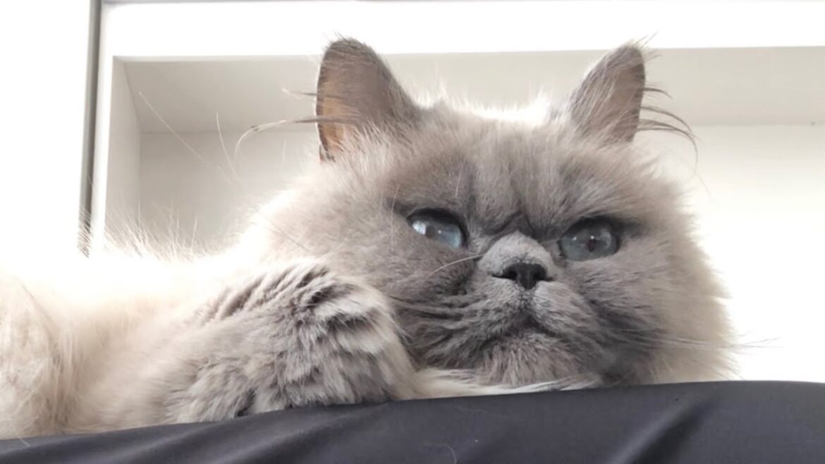 ひざの上でお昼寝する猫[ヒマラヤン]／Cat taking a nap on my lap.[Himalayan]