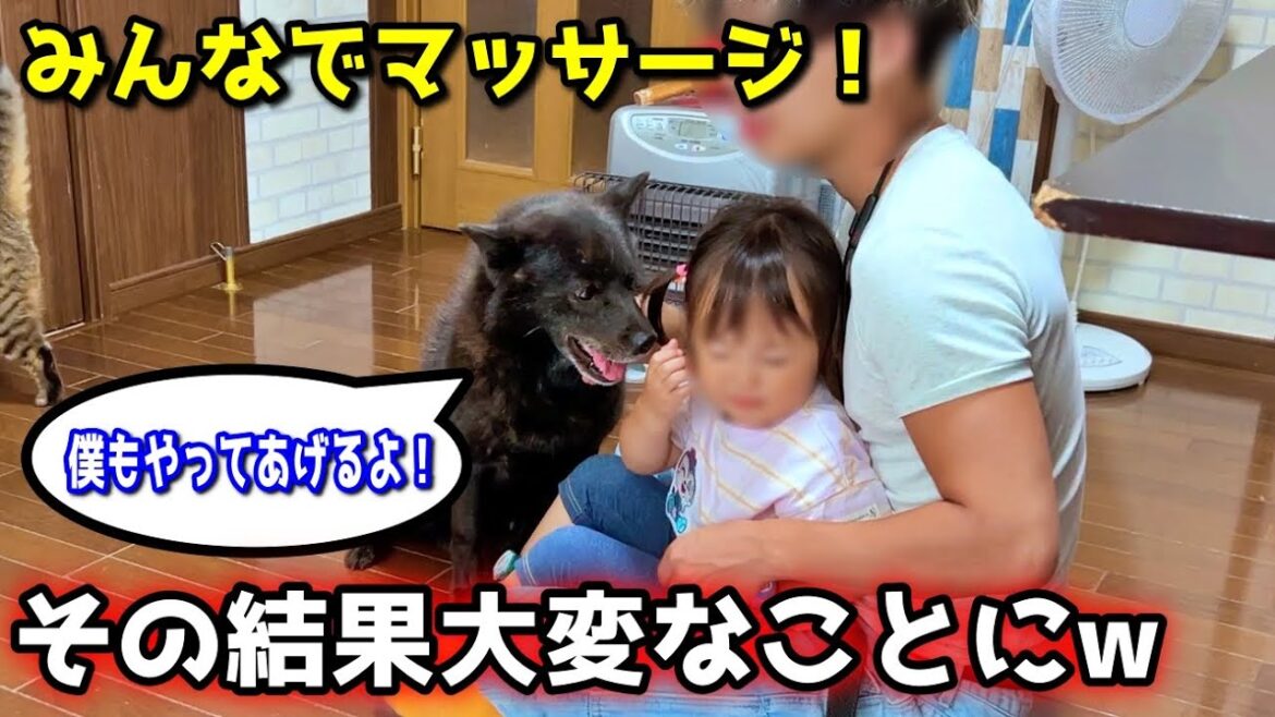 甲斐犬一休の愛が強すぎて２歳児が大変なことに・・・笑【仲良し】