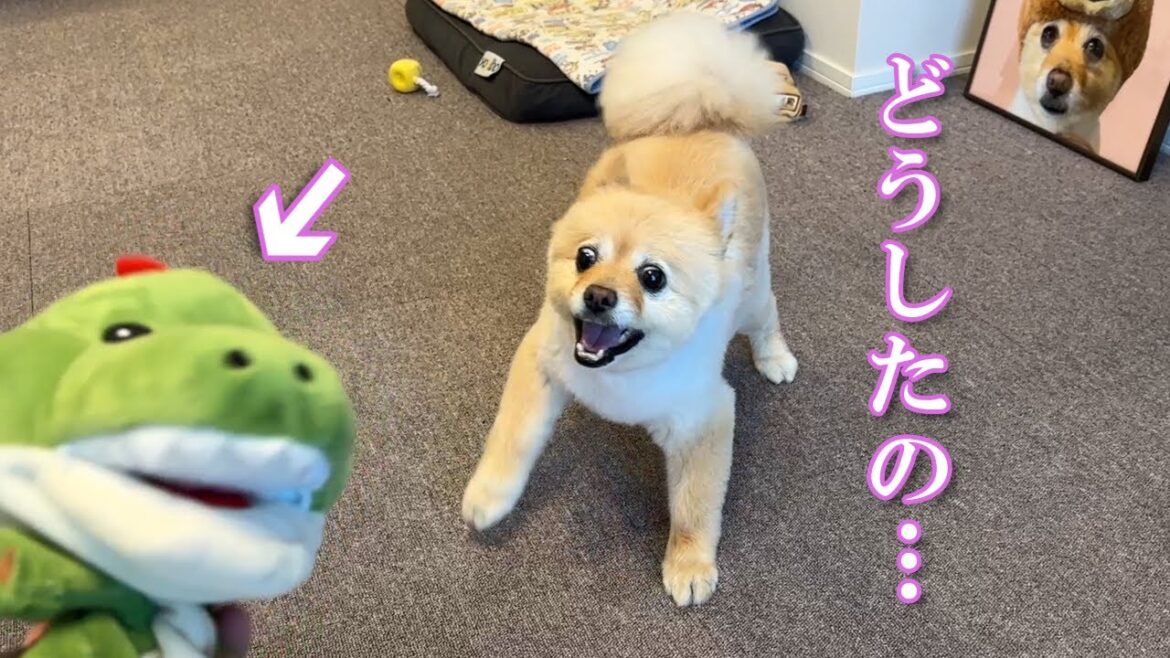 トリミングから帰宅した愛犬が大変なことになっちゃいました…笑