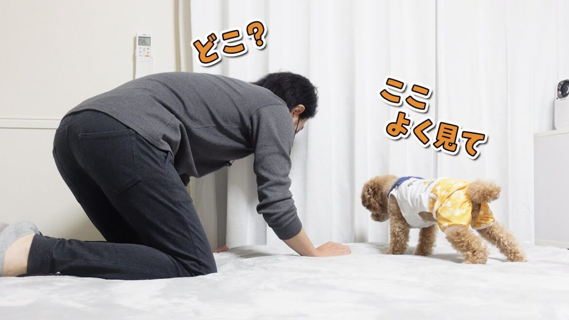 何年経っても変わらない犬と飼い主