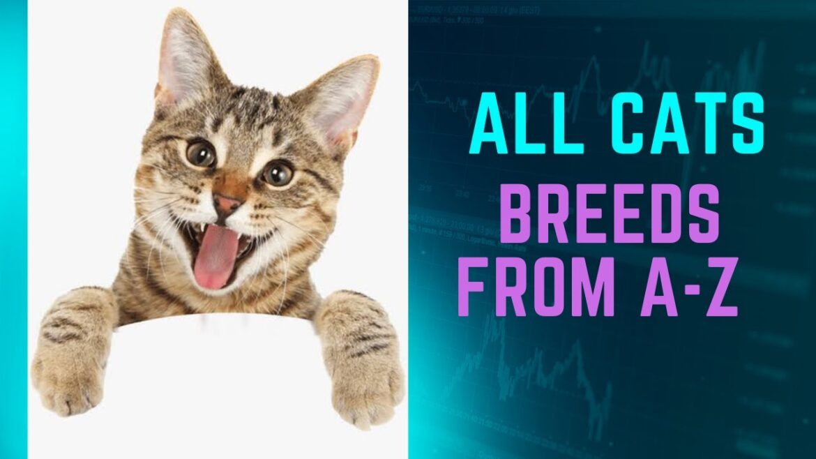 lolapets-All Cat Breeds From A-Z 🐱