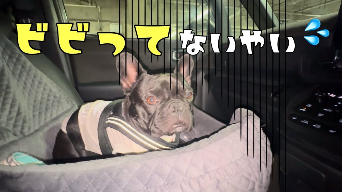 6兄弟の末っ子のおひとり様Day！兄ちゃん達と離れて大丈夫かな⁈