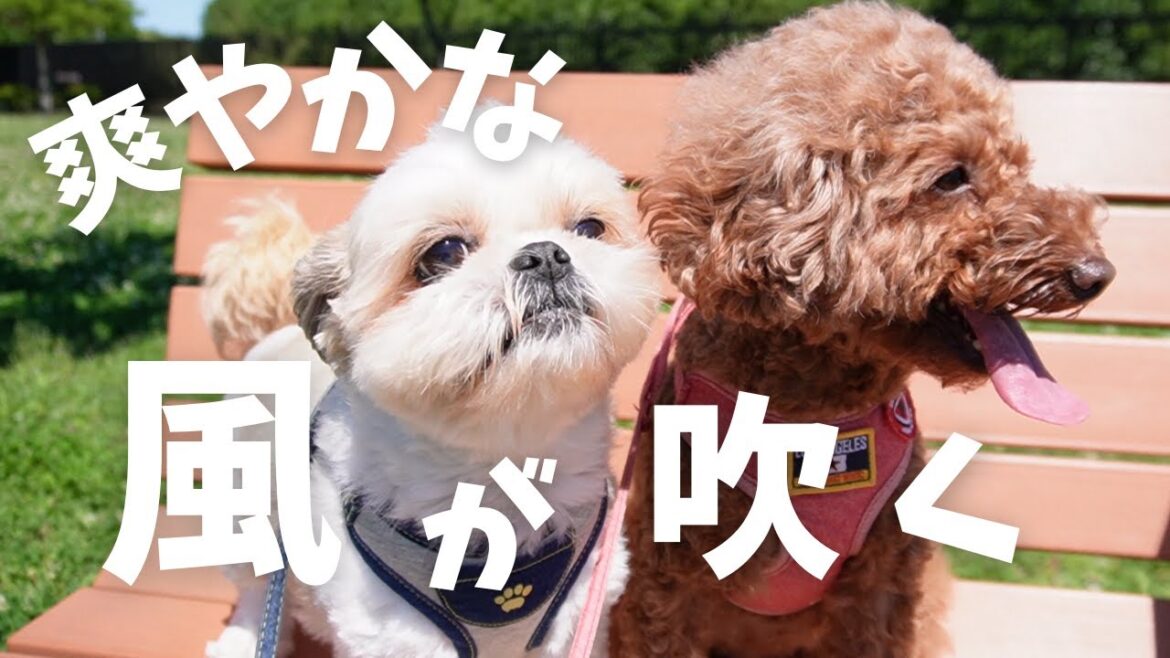 シーズーとトイプーの2日ぶりの晴天。心地良い風に癒やされていましたwww～多頭飼い～チワワ シーズー ミニチュアピンシャー トイプードル