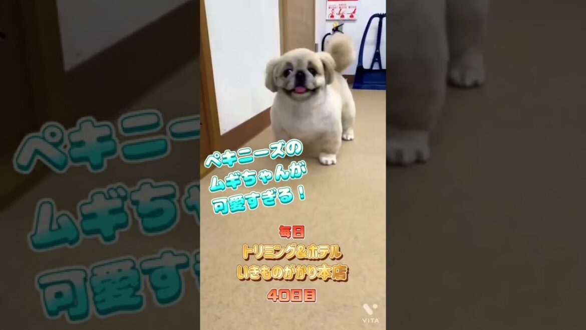 【毎日いきものがかり本店　40日目】ペキニーズのムギちゃんが可愛すぎる！