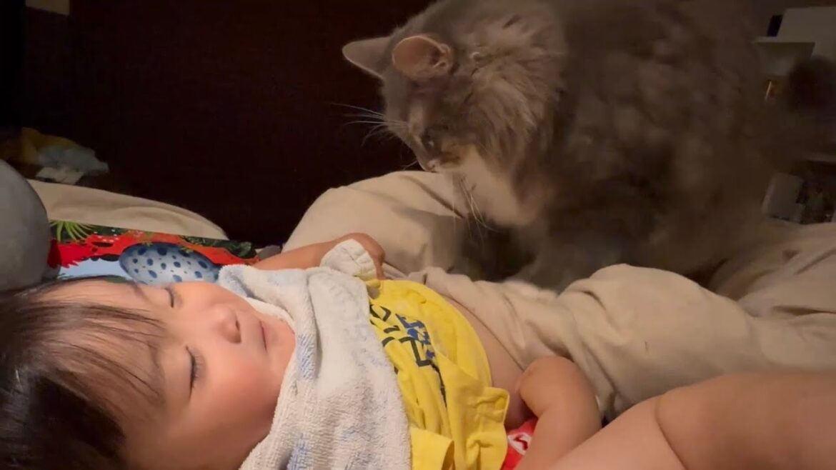甘えたい気持ちが止まらない猫　ラガマフィン　ノルウェージャンフォレストキャットA cat that can't stop wanting to be pampered.