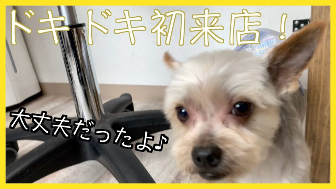 トリミング！ヨークシャー・テリア「ハリーくん」ご来店♪