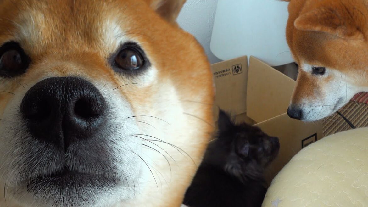 柴犬の親分と子猫が初遊び｜予測不可能な出来事に飼い主唖然。。