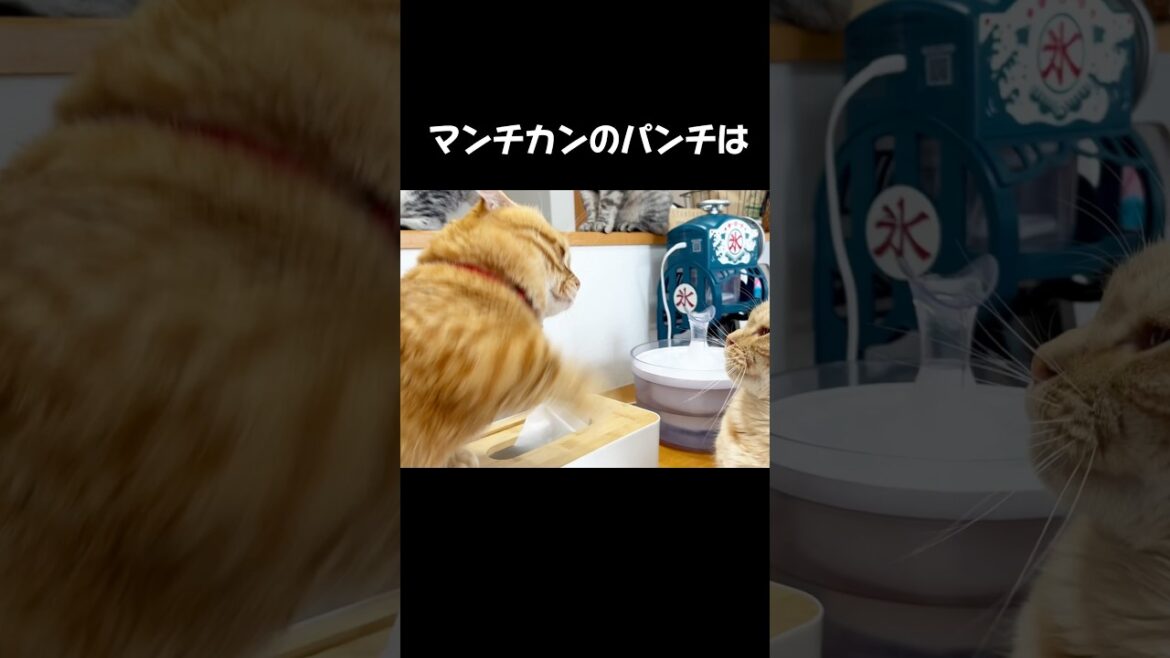 マンチカンのパンチは決して当たらずに... #猫 #マンチカン #shorts