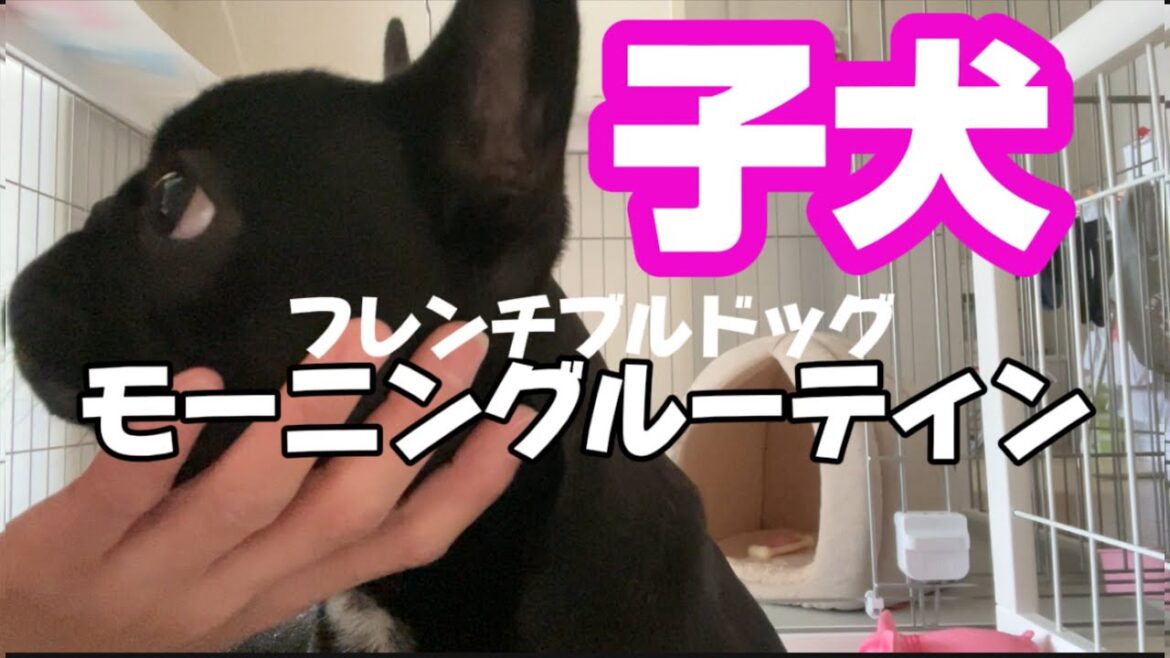 【フレンチブルドッグ子犬】子犬がいるモーニングルーティン