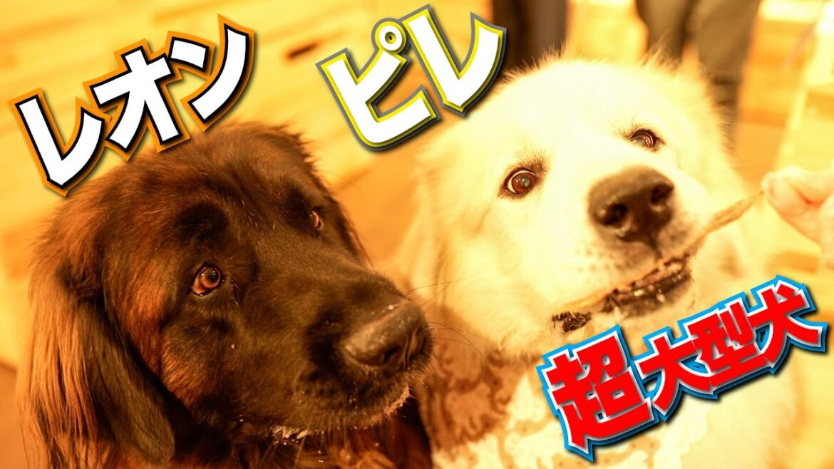 【超大型犬】レオンベルガーのたっくん 【超大型犬】レオンベルガーのたっくん