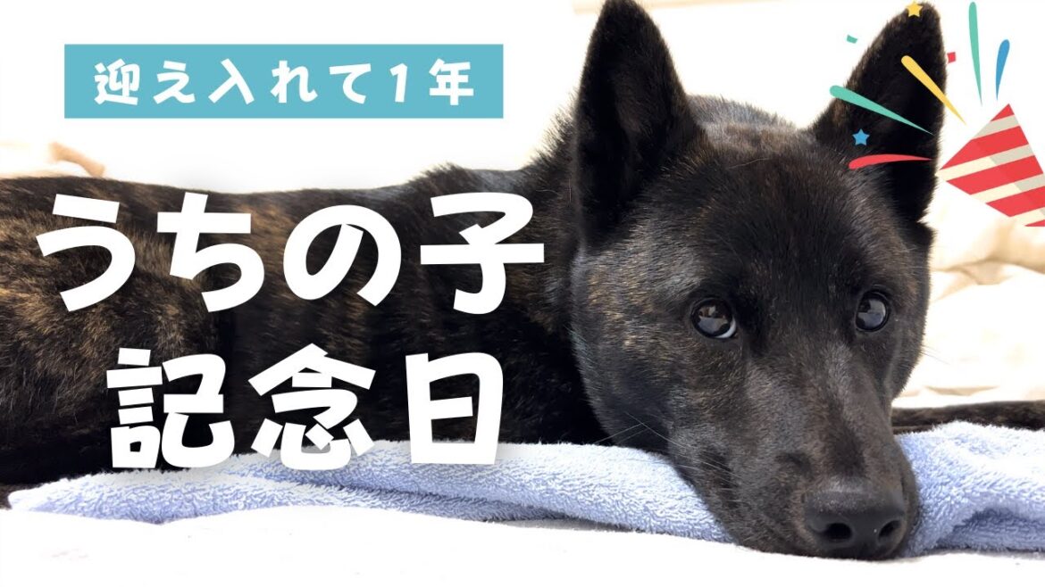 【うちの子記念日】甲斐犬のやぶが家に来て1年が経ったので、感謝の気持ちを込めてお祝いしてみました...!!